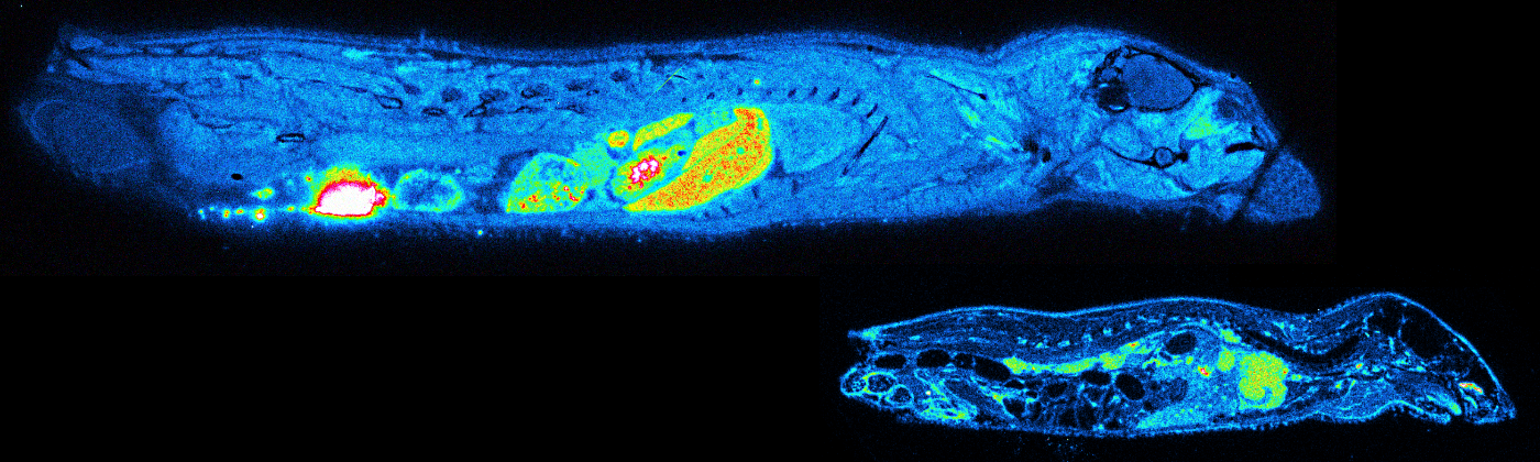 Quantitative Whole Body Autoradiography with BeaQuant