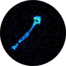 Presentation of a mouse shinbone real-time alpha autoradiography labelled with Ra223 Xofigo.