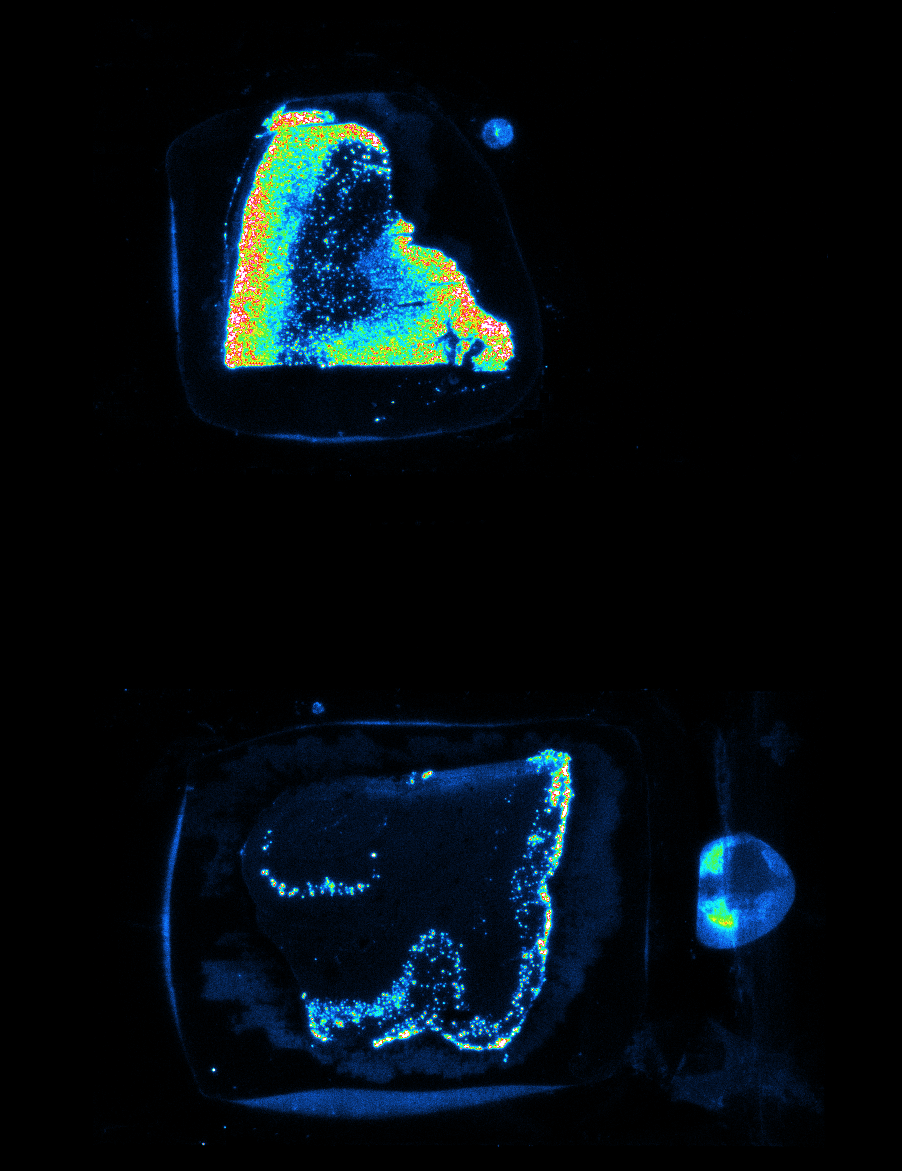 Rat_Brain_H3_3